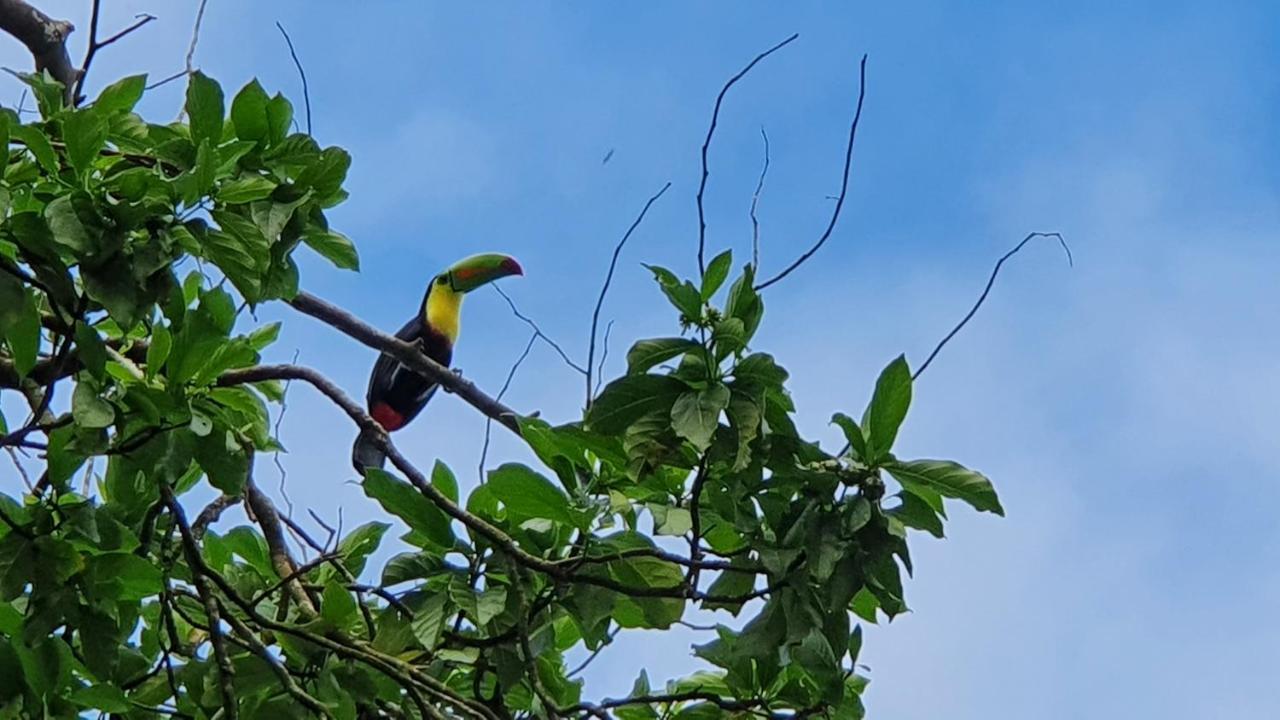 Green Macaw Hostel Tortuguero Exterior foto