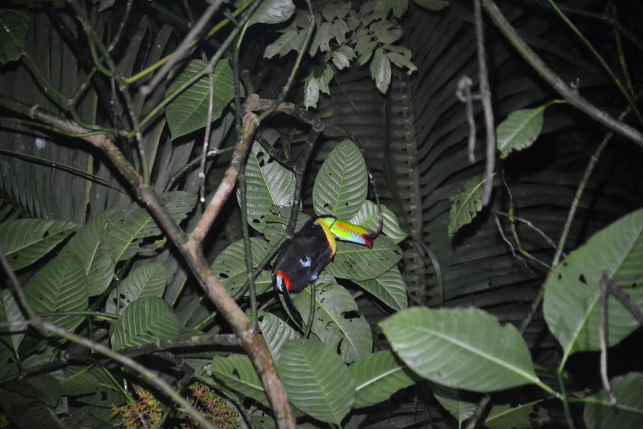 Green Macaw Hostel Tortuguero Exterior foto