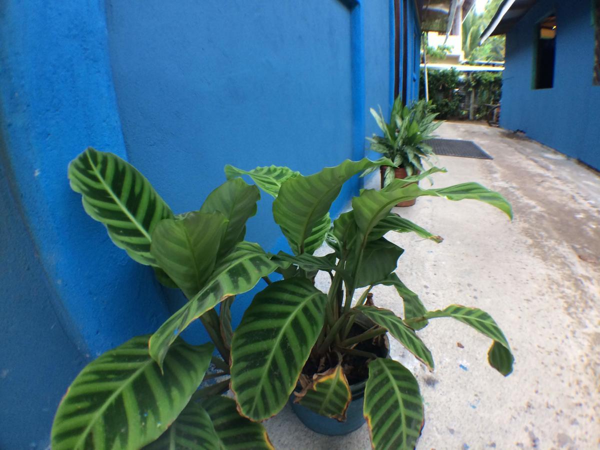 Green Macaw Hostel Tortuguero Exterior foto