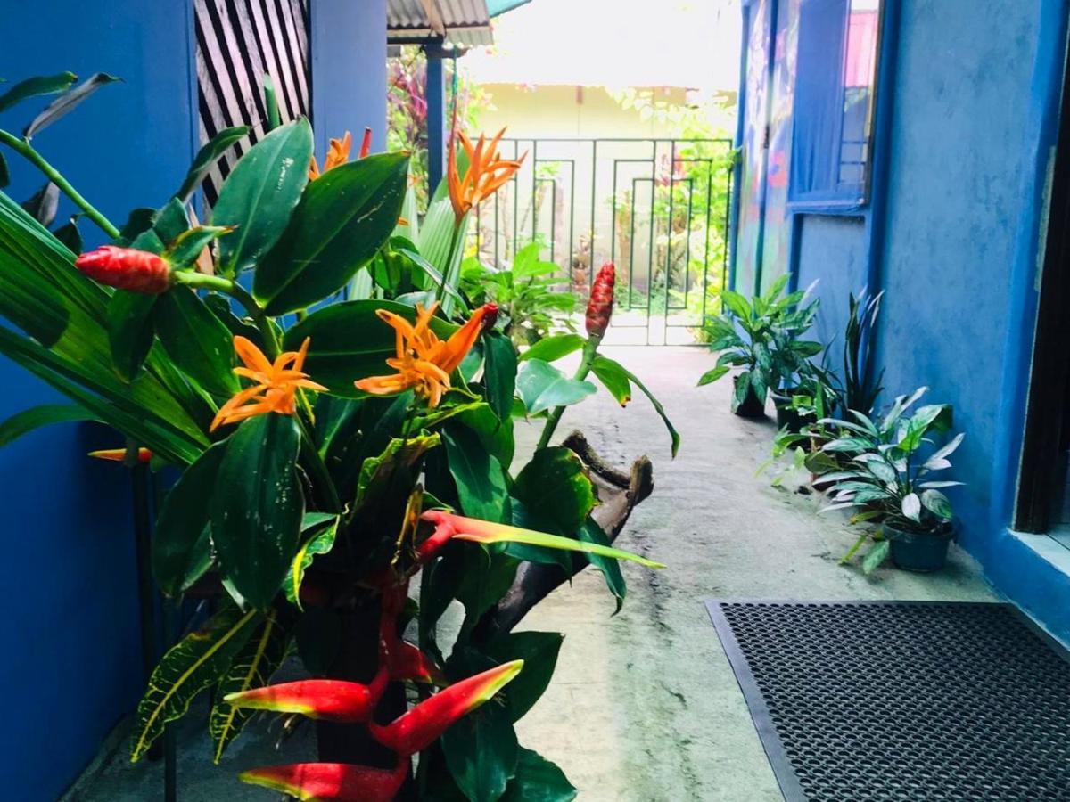 Green Macaw Hostel Tortuguero Exterior foto